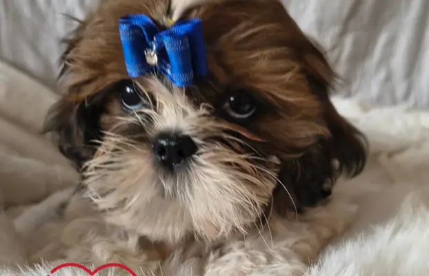 ŚLICZNE DZIEWCZYNY SHIH-TZU, 8
