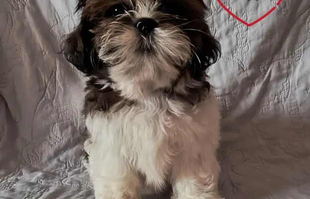 ŚLICZNE DZIEWCZYNY SHIH-TZU, 9