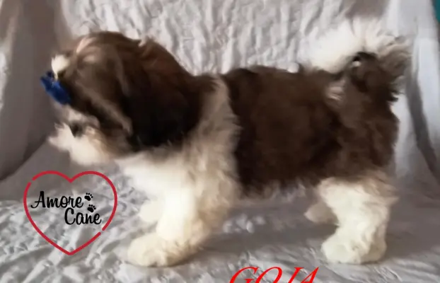 ŚLICZNE DZIEWCZYNY SHIH-TZU, 10