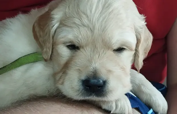 Szczeniaki golden retriever 5