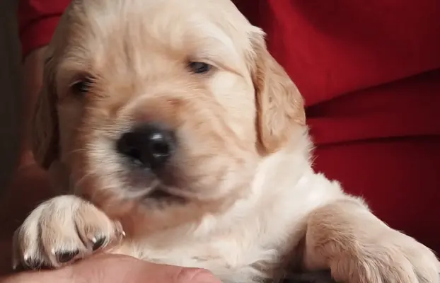 Szczeniaki golden retriever 6