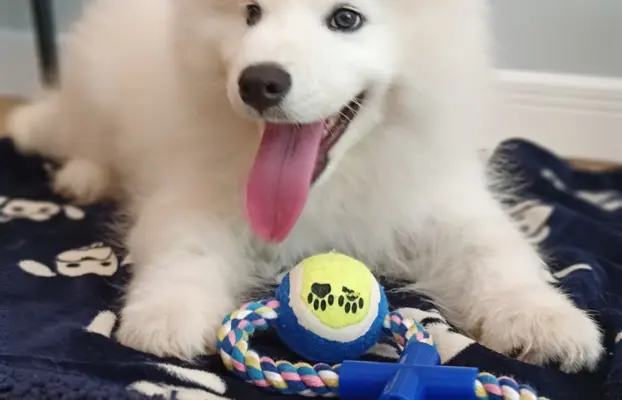 Szczeniaczek Samoyed piesek 2