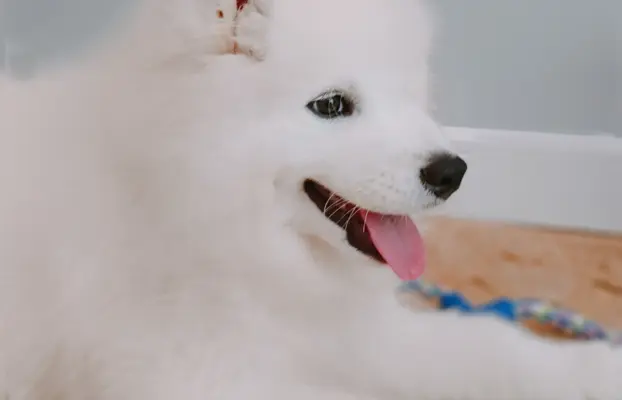 Szczeniaczek Samoyed piesek 1