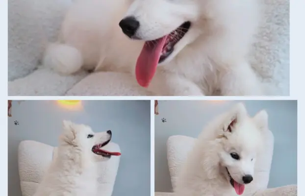 Szczeniaczek Samoyed piesek 3