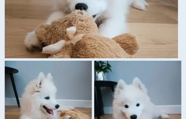 Szczeniaczek Samoyed piesek 4