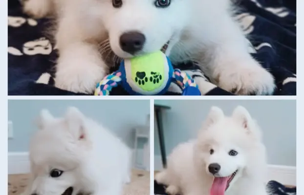 Szczeniaczek Samoyed piesek 5