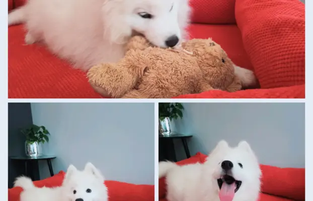 Szczeniaczek Samoyed piesek 6