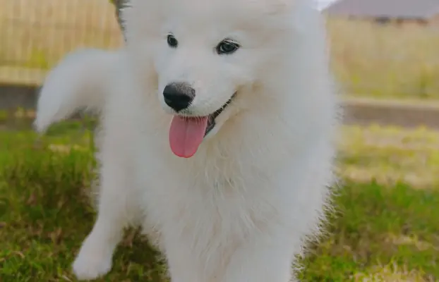 Szczeniaczek Samoyed piesek 7