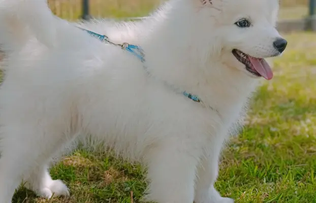 Szczeniaczek Samoyed piesek 8