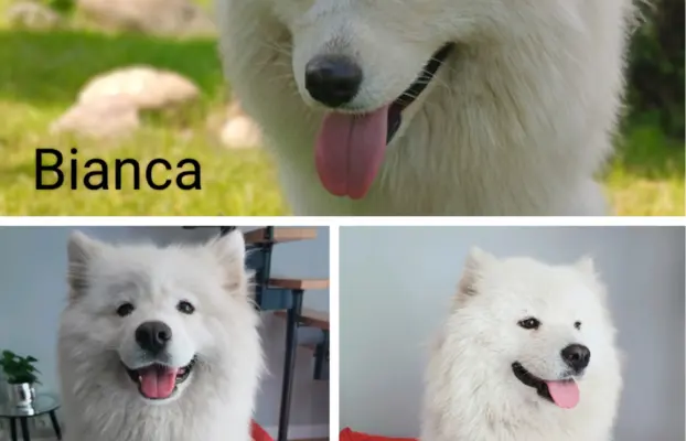 Szczeniaczek Samoyed piesek 9