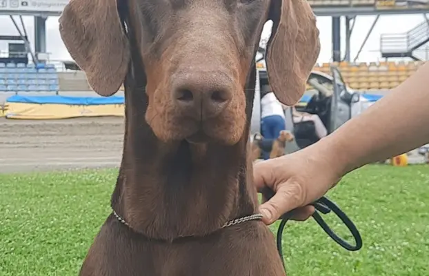 Doberman młoda suczka ZKwP/FCI 1