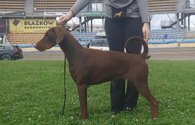Doberman młoda suczka ZKwP/FCI 2