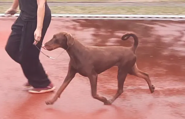 Doberman młoda suczka ZKwP/FCI 3