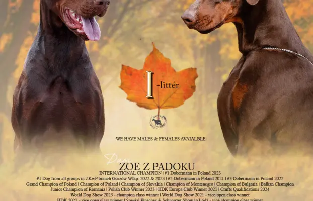 Doberman młoda suczka ZKwP/FCI 4