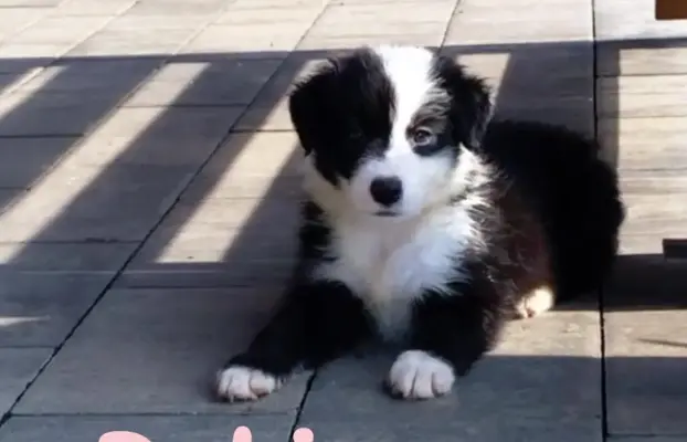 Rasowa suczka Border Collie do odbioru 23.07 1
