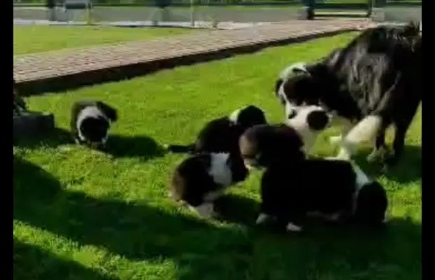 Rasowa suczka Border Collie do odbioru 23.07 3