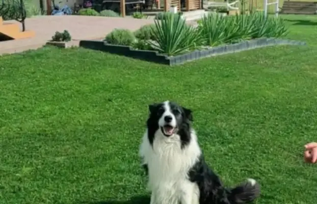 Rasowa suczka Border Collie do odbioru 23.07 4