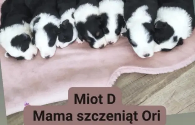 Rasowa suczka z niebieskim oczkiem 2