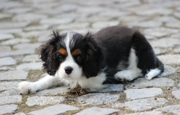 Piesek ZKwP gotowy do odbioru Cavalier King Charles Spaniel 5