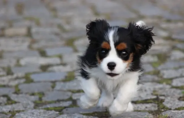 Piesek ZKwP gotowy do odbioru Cavalier King Charles Spaniel 6