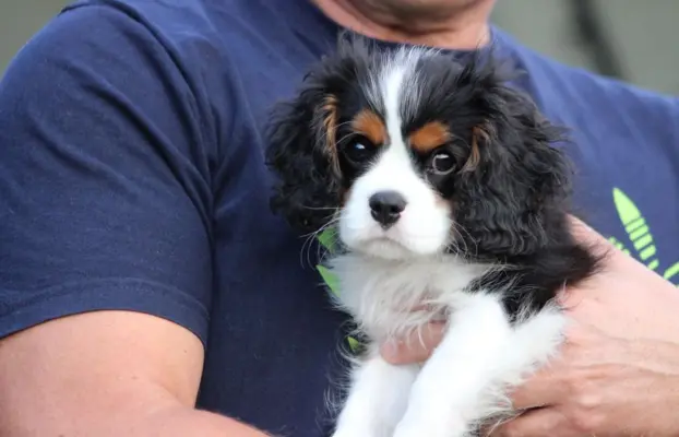 Piesek ZKwP gotowy do odbioru Cavalier King Charles Spaniel 2
