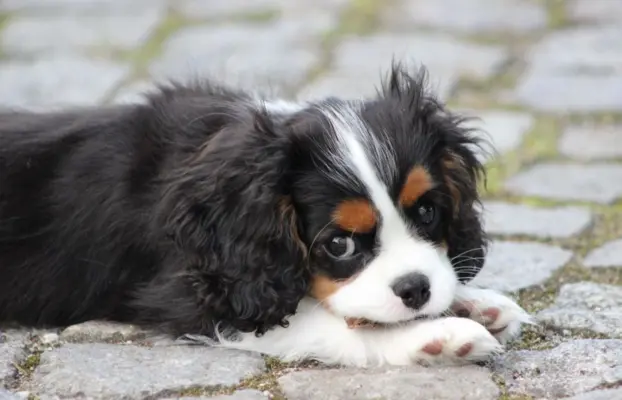 Piesek ZKwP gotowy do odbioru Cavalier King Charles Spaniel 4