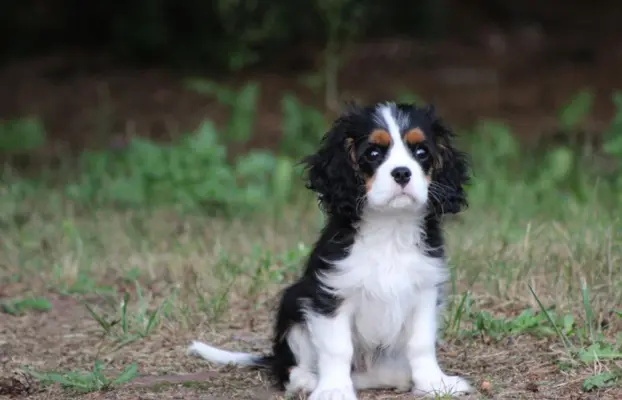 Piesek ZKwP gotowy do odbioru Cavalier King Charles Spaniel 3