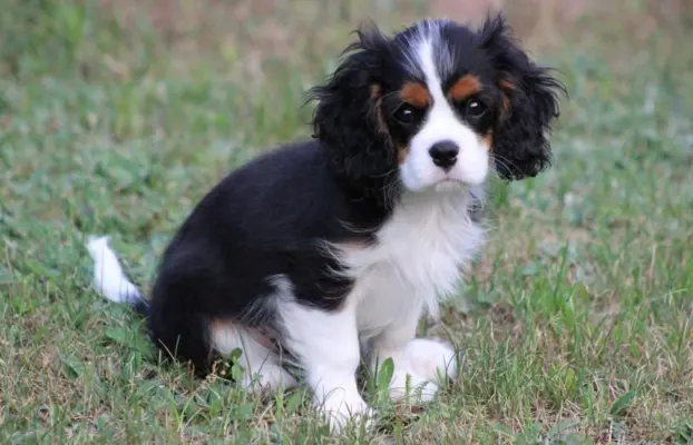 Piesek ZKwP gotowy do odbioru Cavalier King Charles Spaniel 1