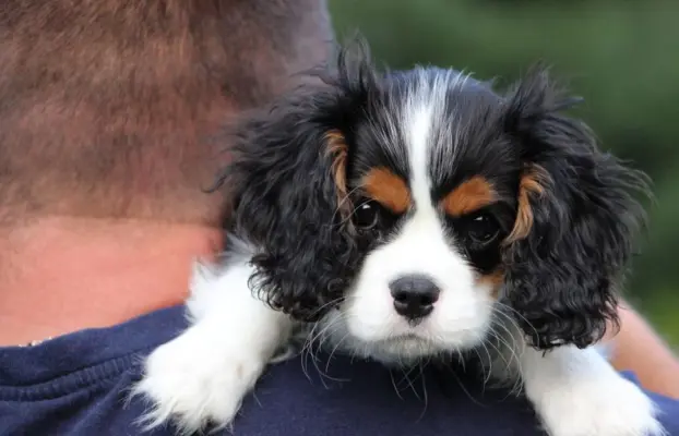 Piesek ZKwP gotowy do odbioru Cavalier King Charles Spaniel 7