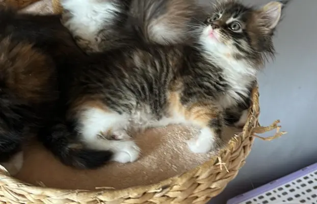 Kocięta Maine Coon 1