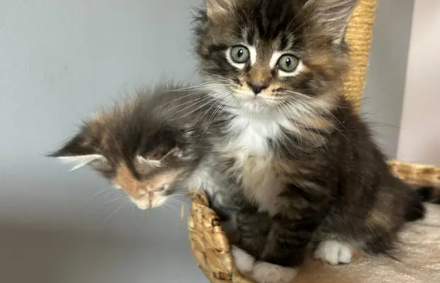 Kocięta Maine Coon 2