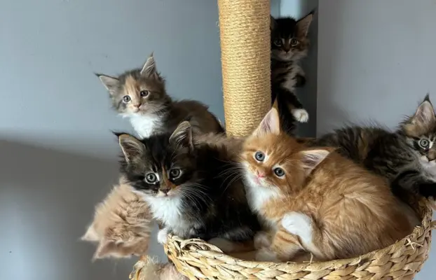 Kocięta Maine Coon 3