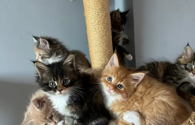 Kocięta Maine Coon 4