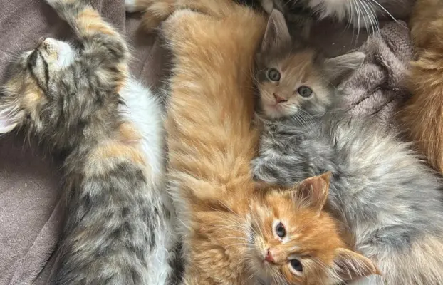 Kocięta Maine Coon 5