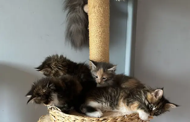Kocięta Maine Coon 6