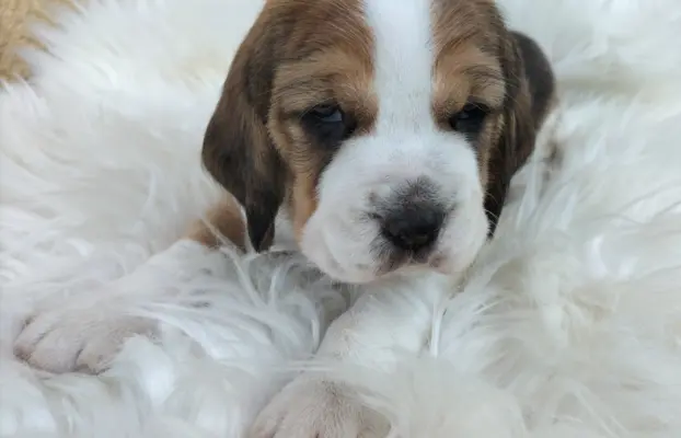 Cudowna sunia rasy Beagle 1