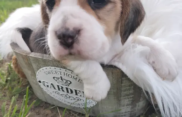 Cudowna sunia rasy Beagle 2