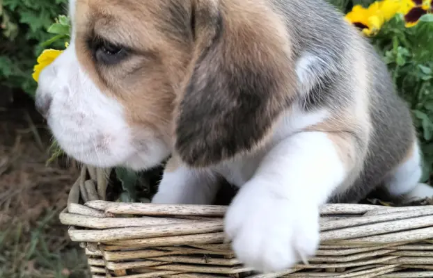 Cudowna sunia rasy Beagle 3