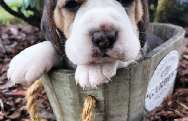 Cudowna sunia rasy Beagle 4