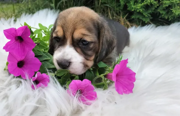 Cudowna sunia rasy Beagle 5