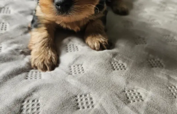 Miniaturka Yorkshire terrier 1