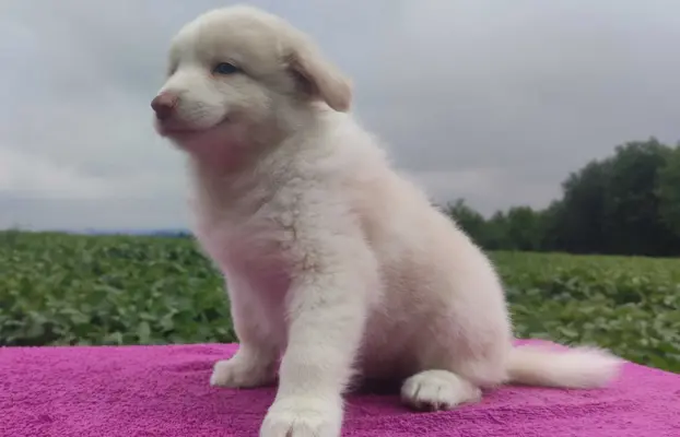 Border Collie - Rasowy pies maści ee-red, komplet dok. 1