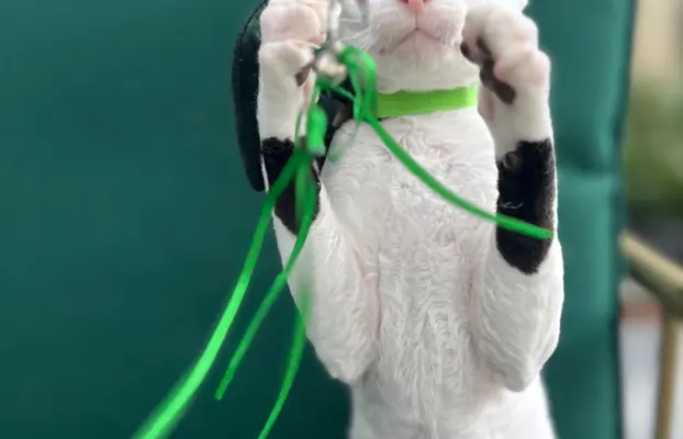 Cornish rex cudowny boy wyjątkowe oczy 4