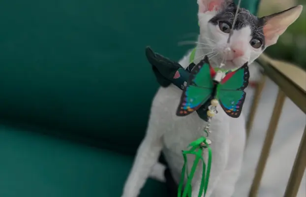 Cornish rex cudowny boy wyjątkowe oczy 2