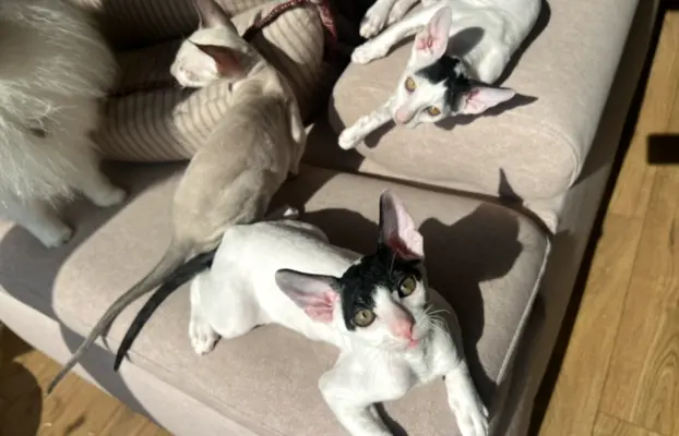 Cornish rex cudowny boy wyjątkowe oczy 3