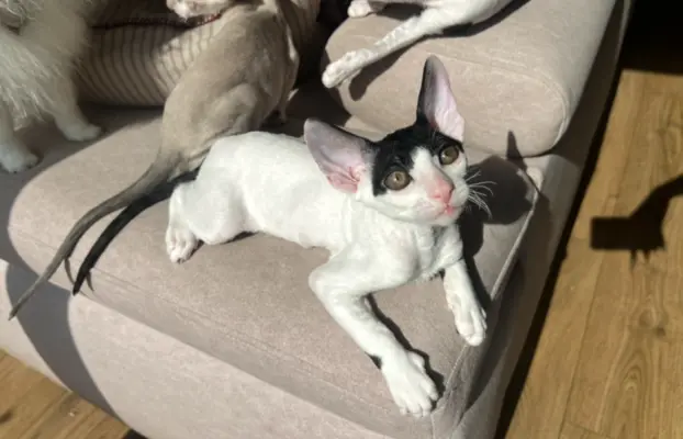 Cornish rex cudowny boy wyjątkowe oczy 5