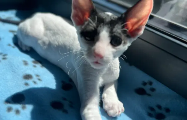Cornish rex cudowny boy wyjątkowe oczy 6