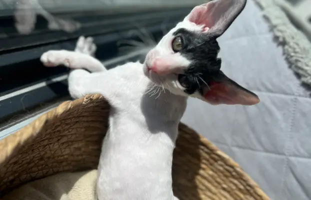 Cornish rex cudowny boy wyjątkowe oczy 1
