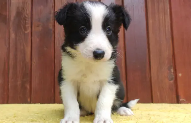 Szczeniak BORDER COLLIE z Hodowli - Rasowa suczka z pełną do 1