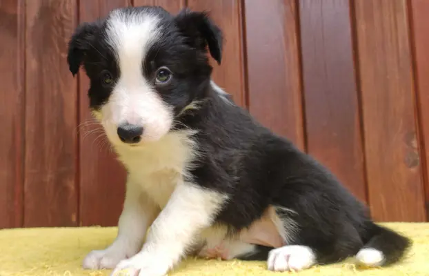 Szczeniak BORDER COLLIE z Hodowli - Rasowa suczka z pełną do 2